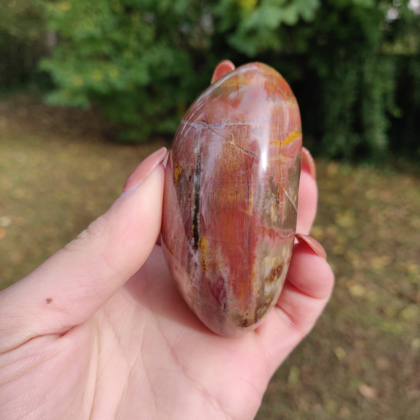 Petrified Wood Palm Stone (#5)