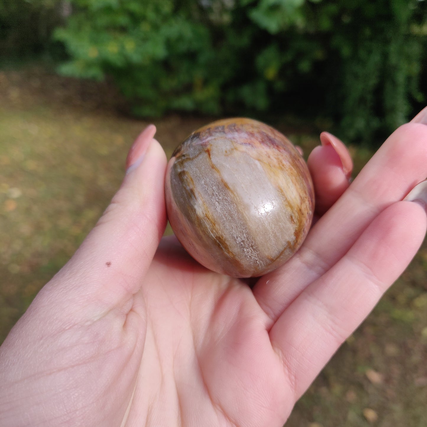 Petrified Wood Palm Stone (#10)