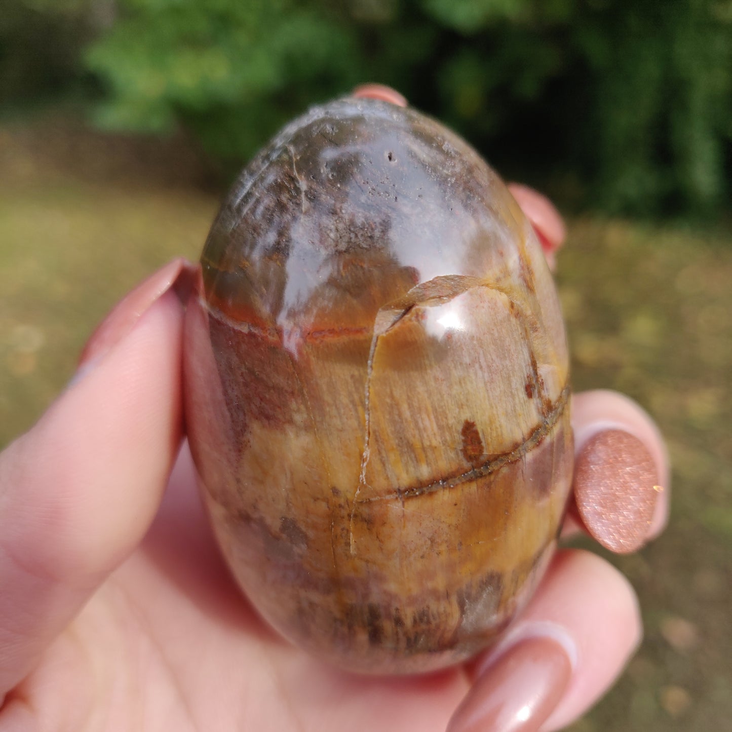 Petrified Wood Palm Stone (#10)
