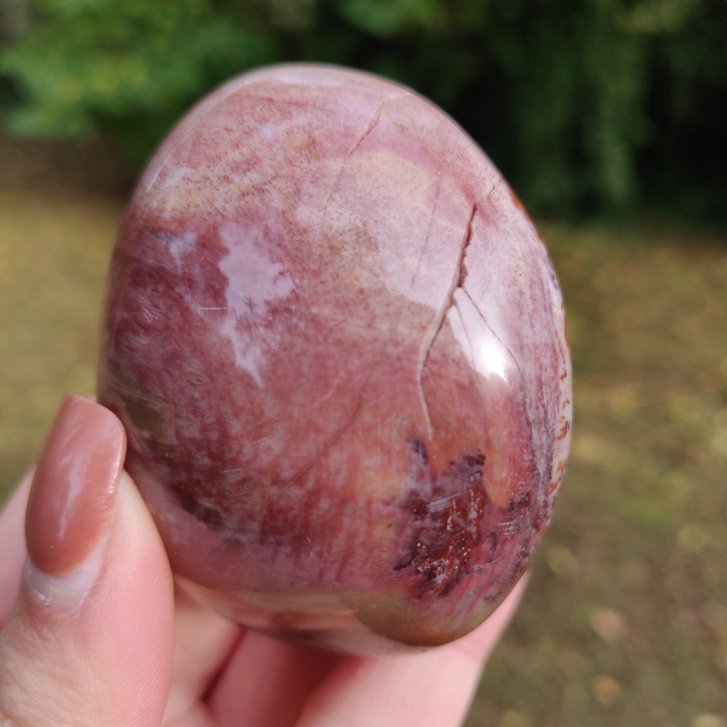Petrified Wood Palm Stone (#8)