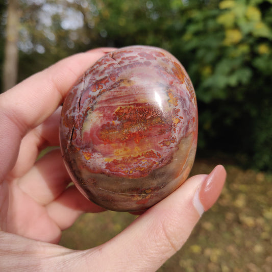 Petrified Wood Palm Stone (#8)