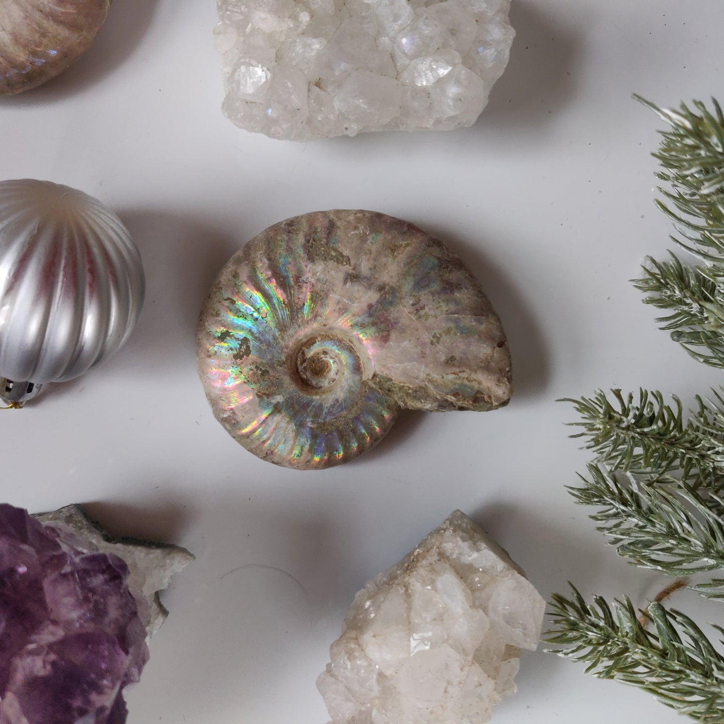 Ammonite, Opalized Ammonite (#13) - Simply Affinity