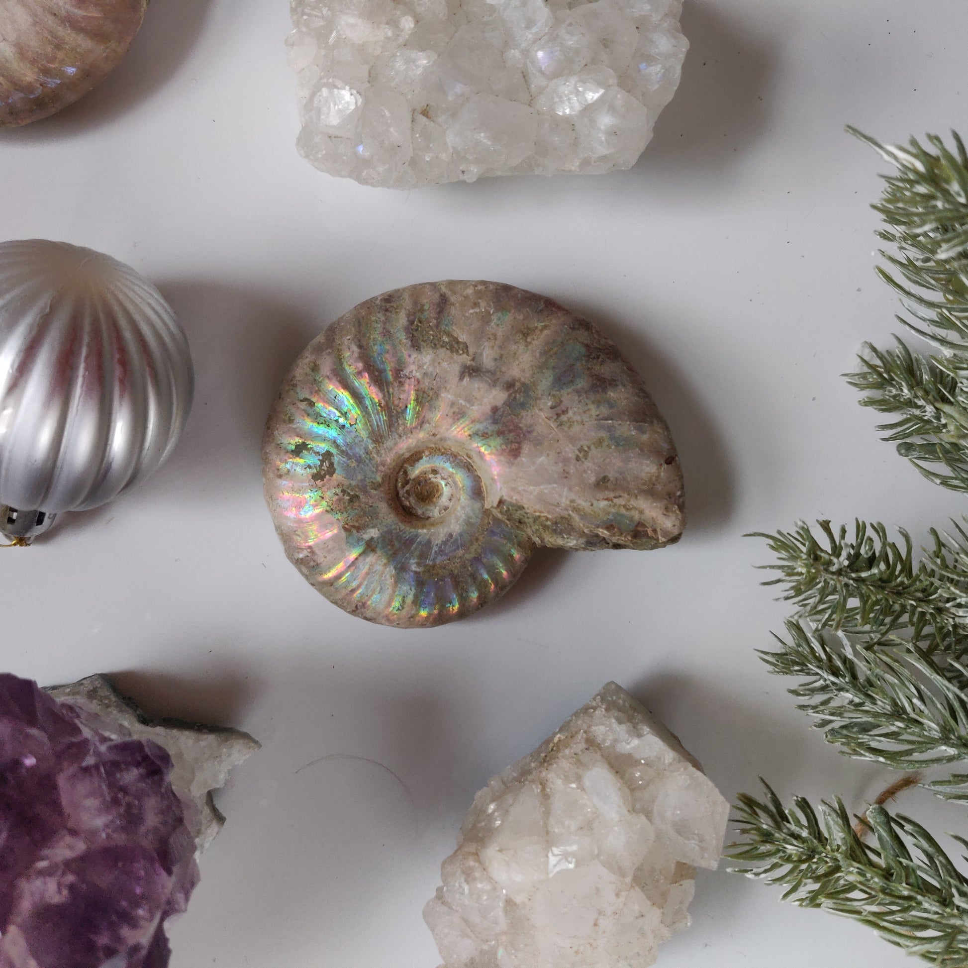 Ammonite, Opalized Ammonite (#13) - Simply Affinity