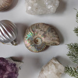Ammonite, Opalized Ammonite (#13) - Simply Affinity