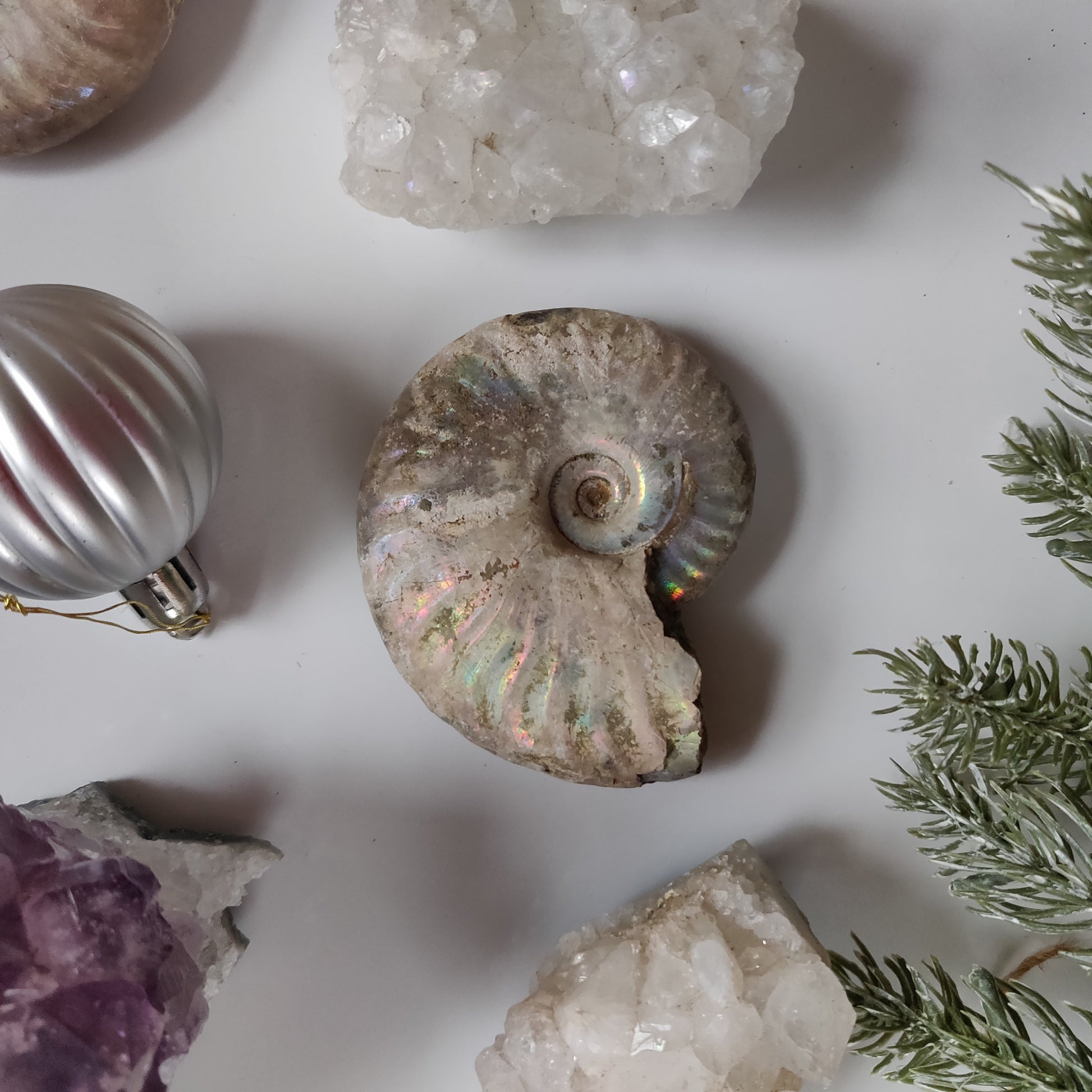 Ammonite, Opalized Ammonite (#13) - Simply Affinity