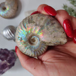 Ammonite, Opalized Ammonite (#13) - Simply Affinity