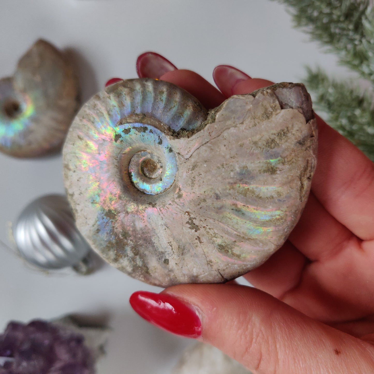 Ammonite, Opalized Ammonite (#13) - Simply Affinity