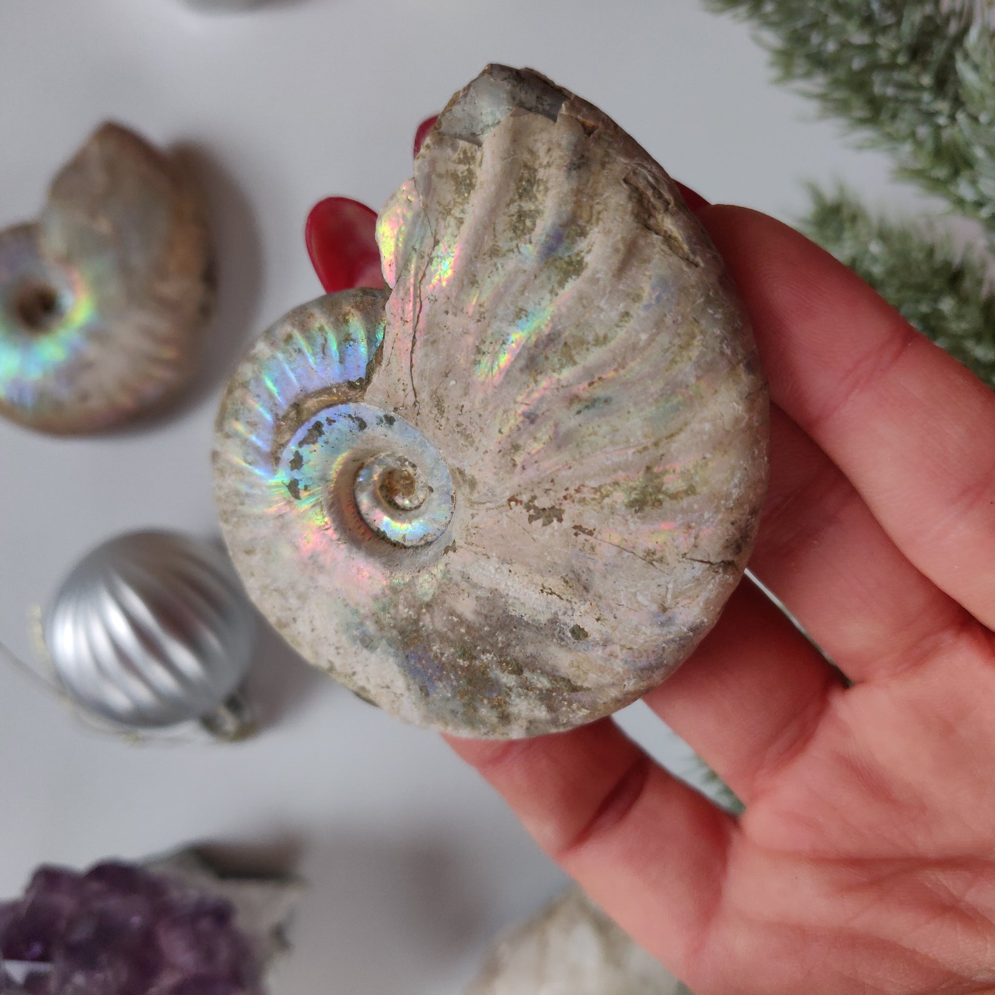 Ammonite, Opalized Ammonite (#13) - Simply Affinity