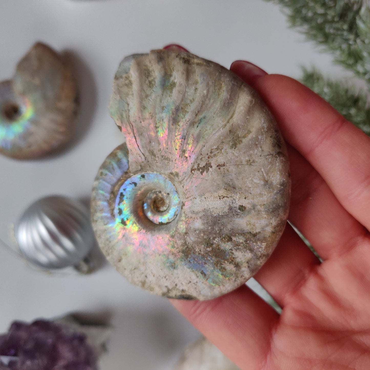 Ammonite, Opalized Ammonite (#13) - Simply Affinity