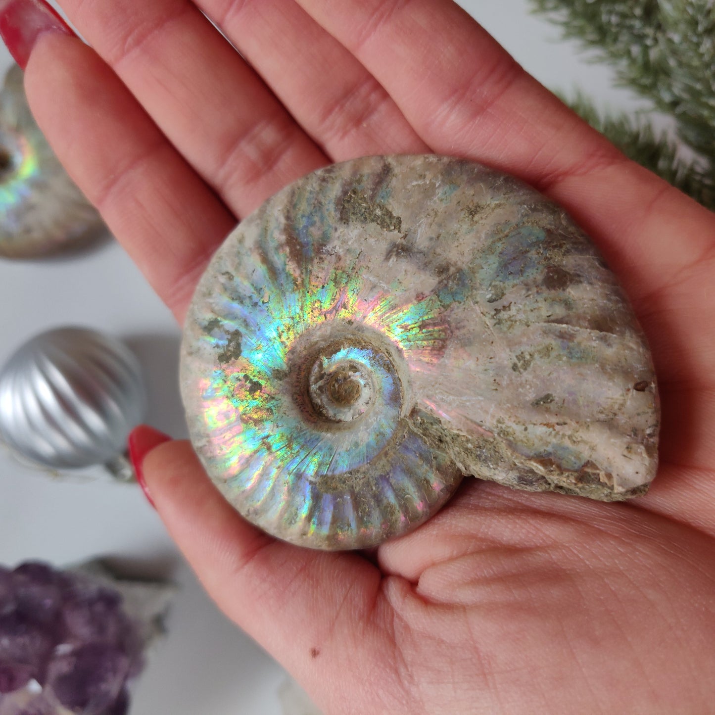 Ammonite, Opalized Ammonite (#13) - Simply Affinity
