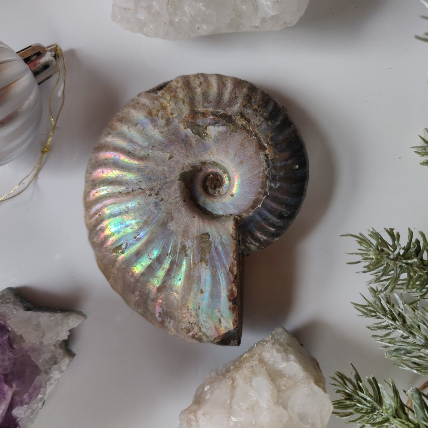 Ammonite, Opalized Ammonite (#11) - Simply Affinity