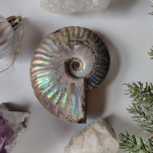 Ammonite, Opalized Ammonite (#11) - Simply Affinity