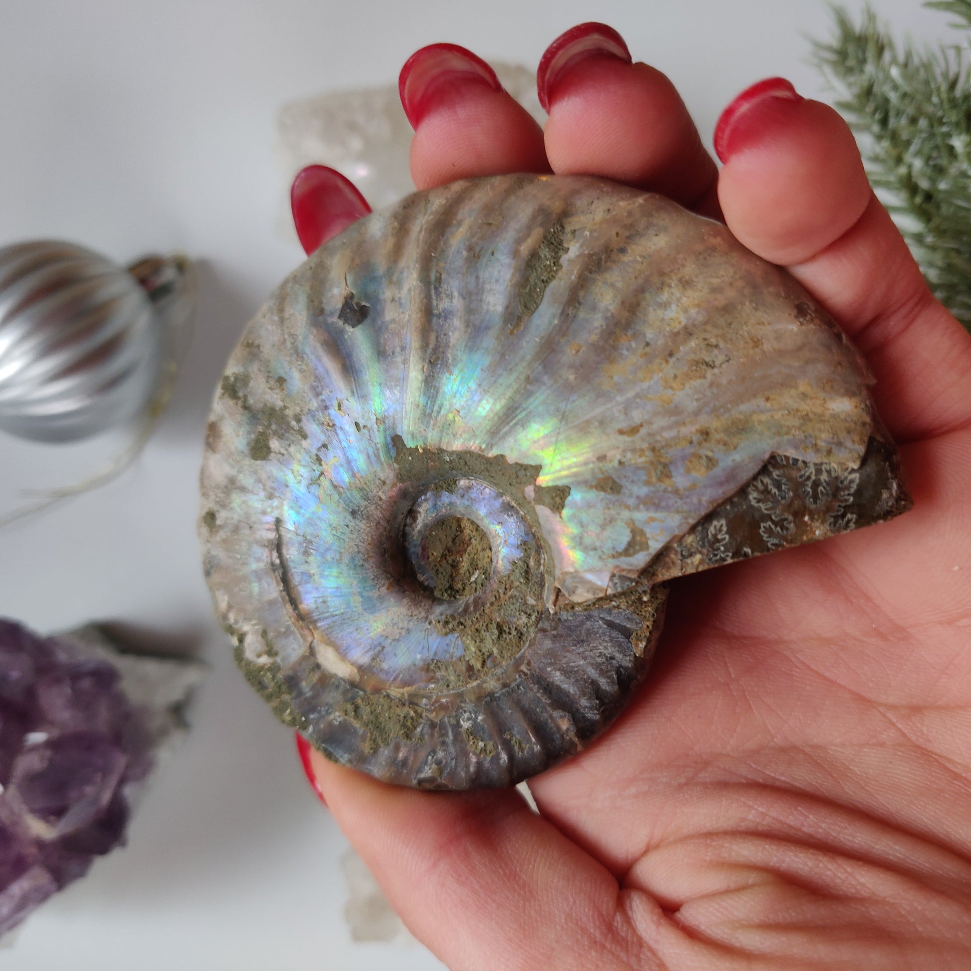 Ammonite, Opalized Ammonite (#11) - Simply Affinity
