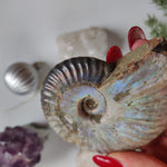 Ammonite, Opalized Ammonite (#11) - Simply Affinity