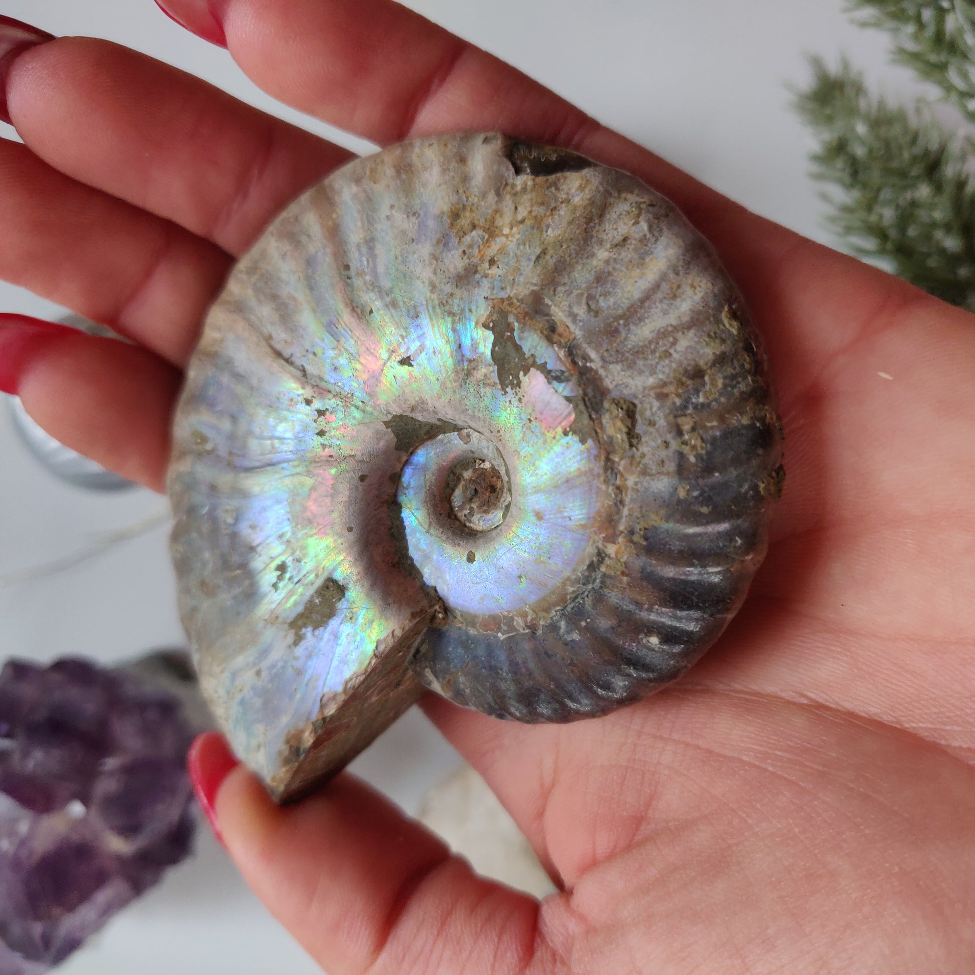 Ammonite, Opalized Ammonite (#11) - Simply Affinity