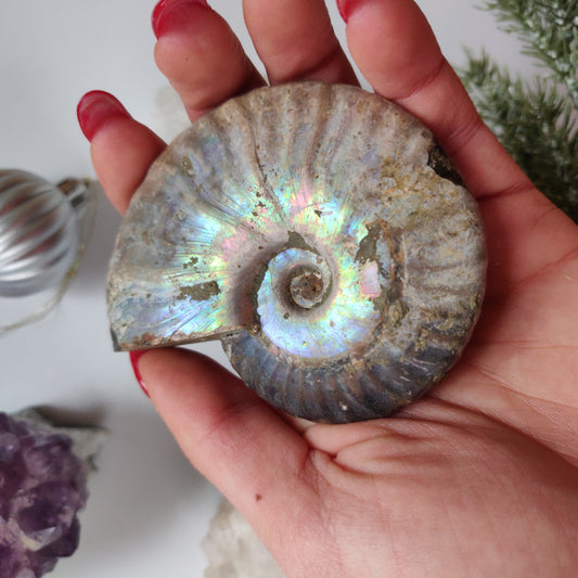 Ammonite, Opalized Ammonite (#11) - Simply Affinity