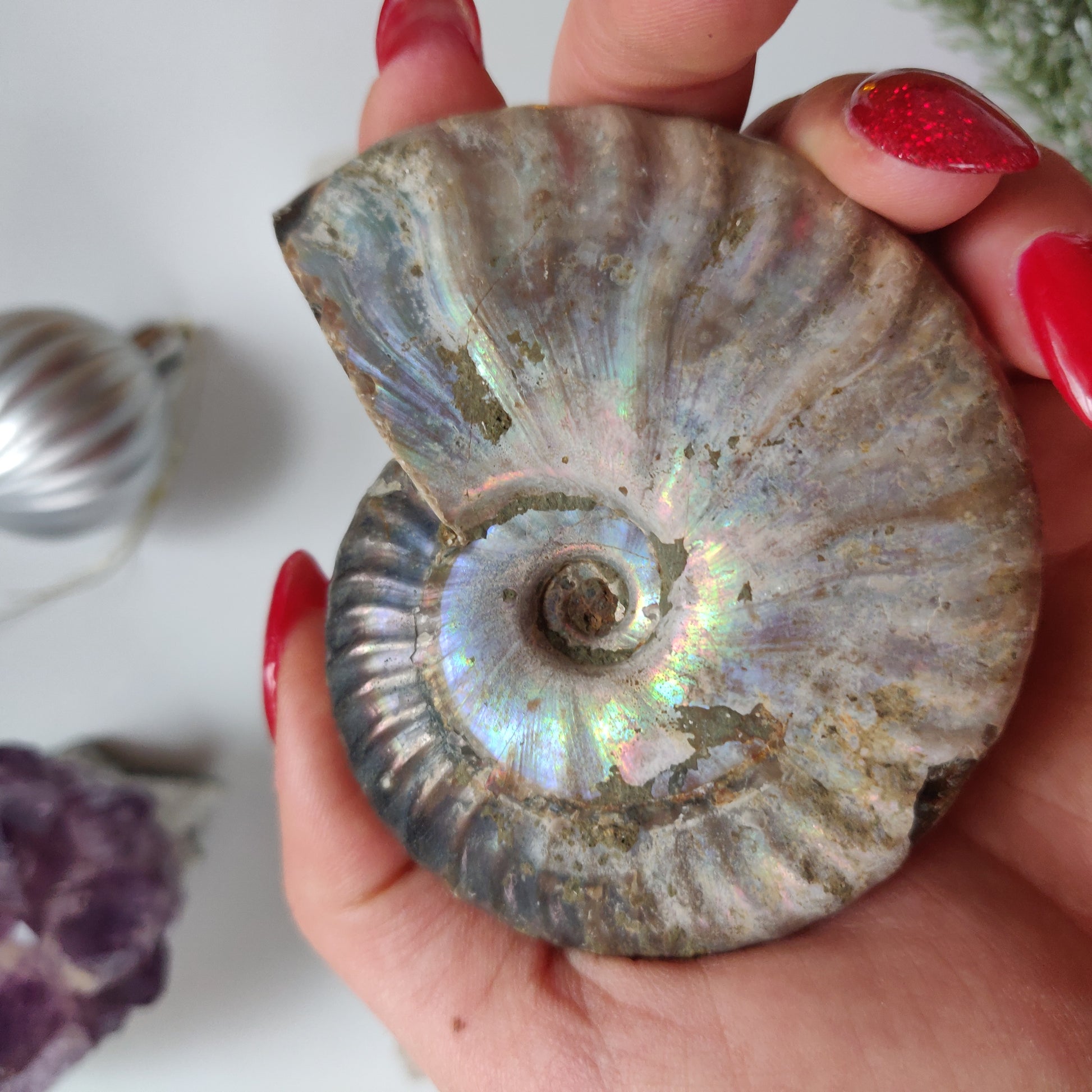 Ammonite, Opalized Ammonite (#11) - Simply Affinity
