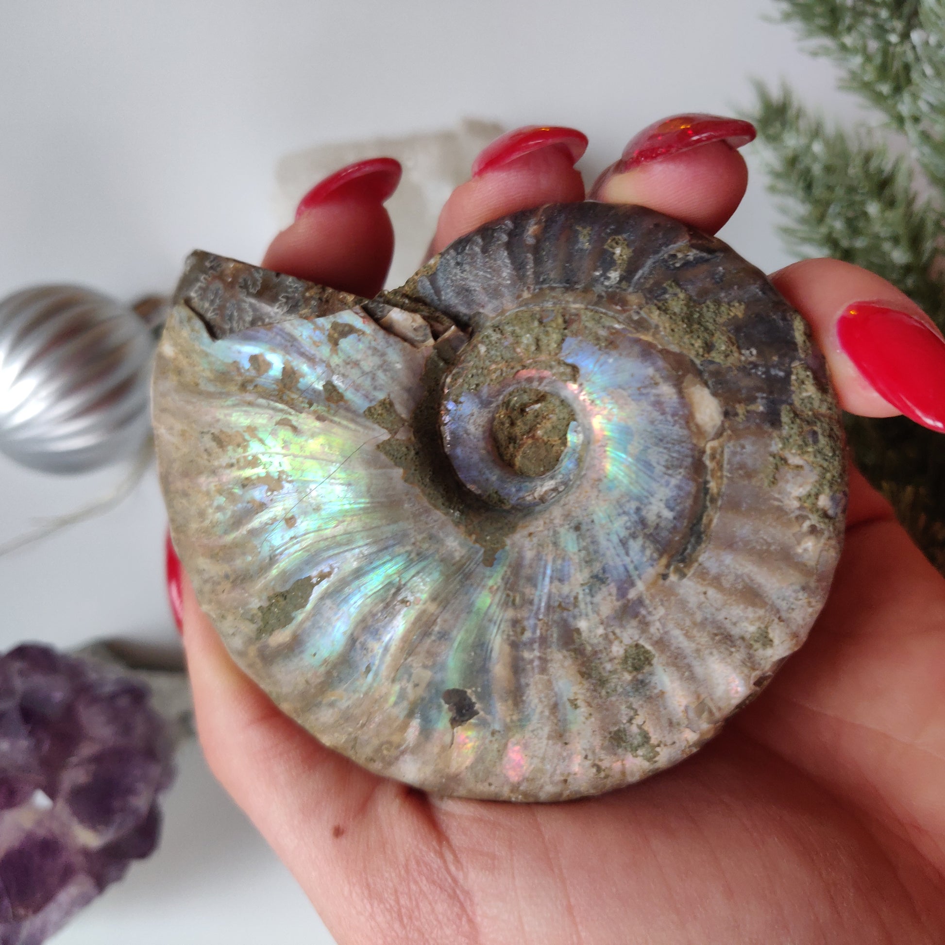 Ammonite, Opalized Ammonite (#11) - Simply Affinity