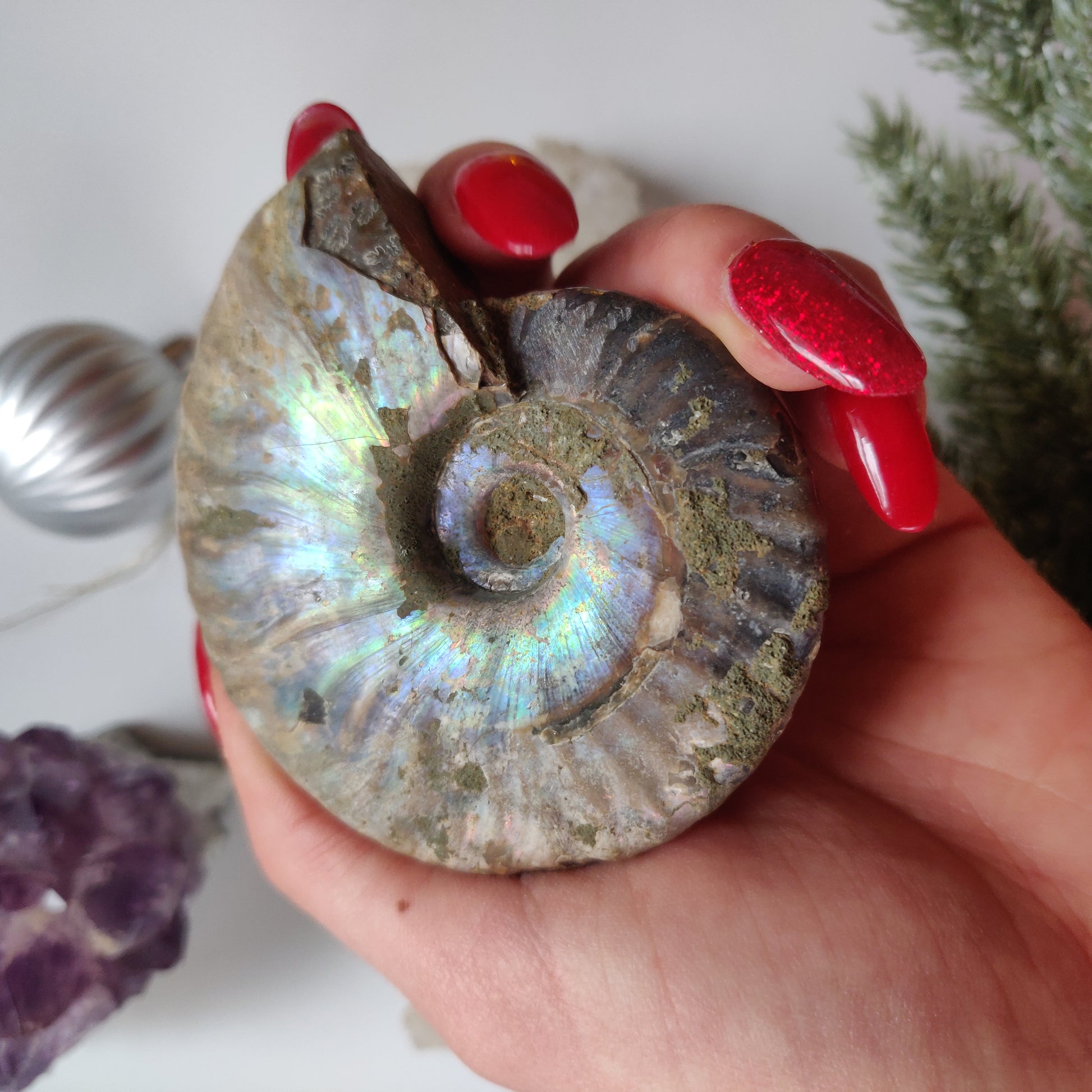 Ammonite, Opalized Ammonite (#11) - Simply Affinity