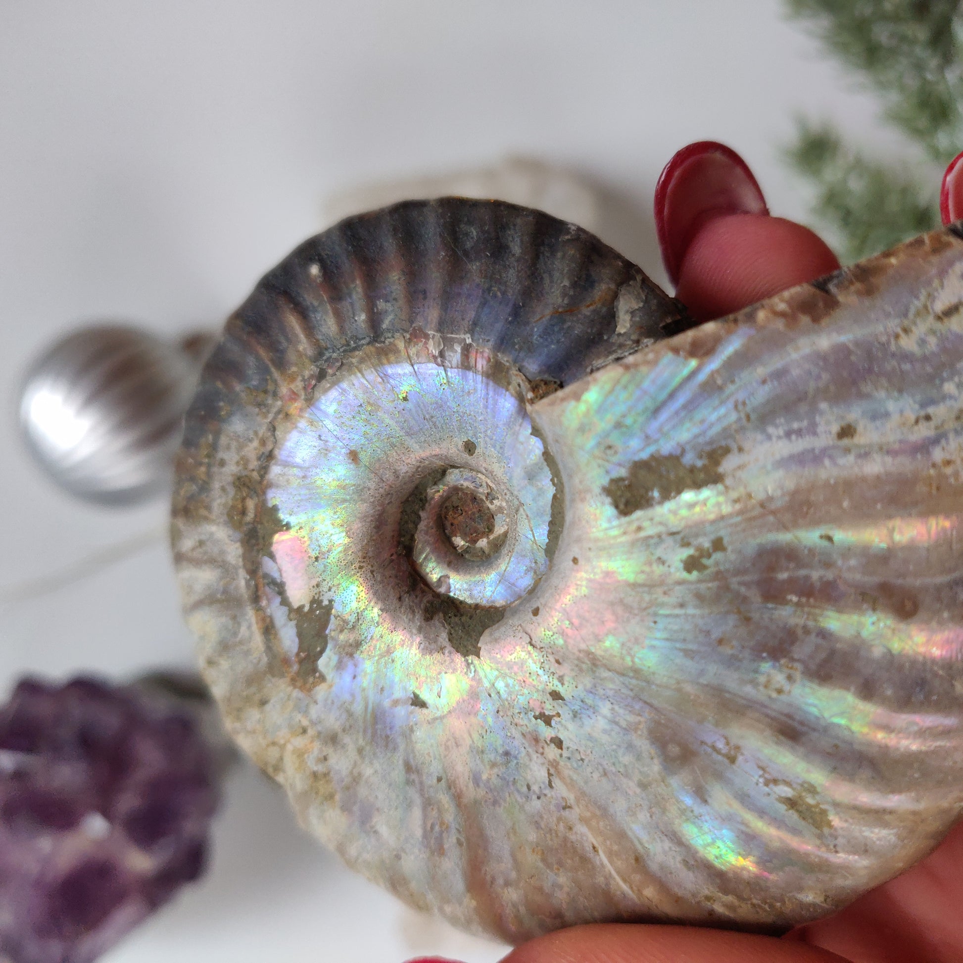 Ammonite, Opalized Ammonite (#11) - Simply Affinity