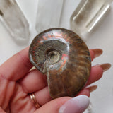 Red Flash Ammonite, Opalized Ammonite