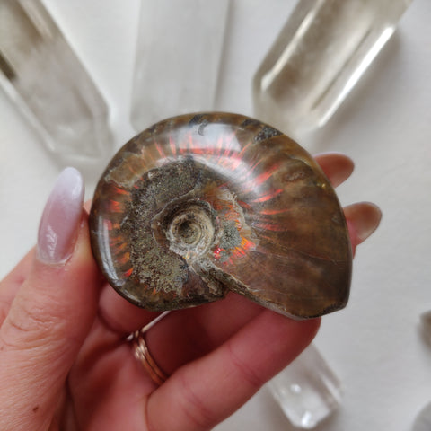 Red Flash Ammonite, Opalized Ammonite