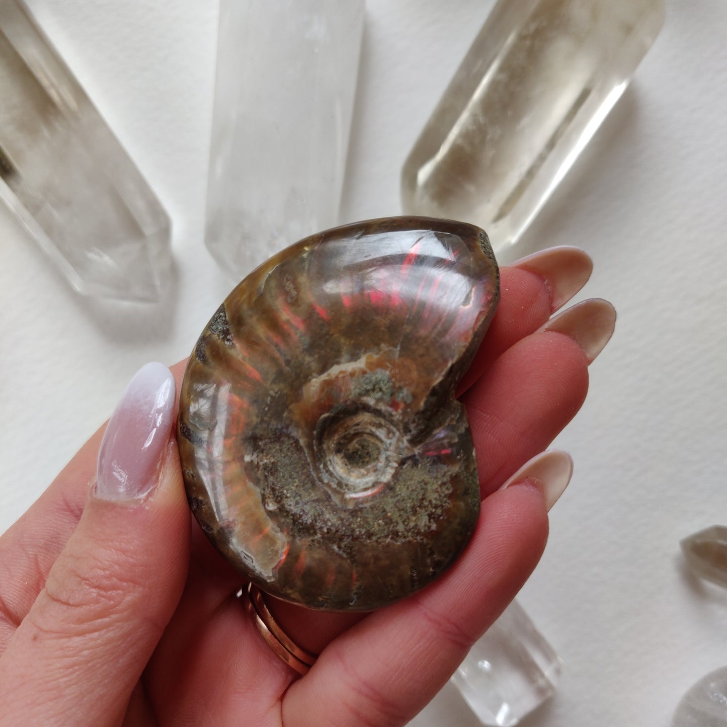 Red Flash Ammonite, Opalized Ammonite