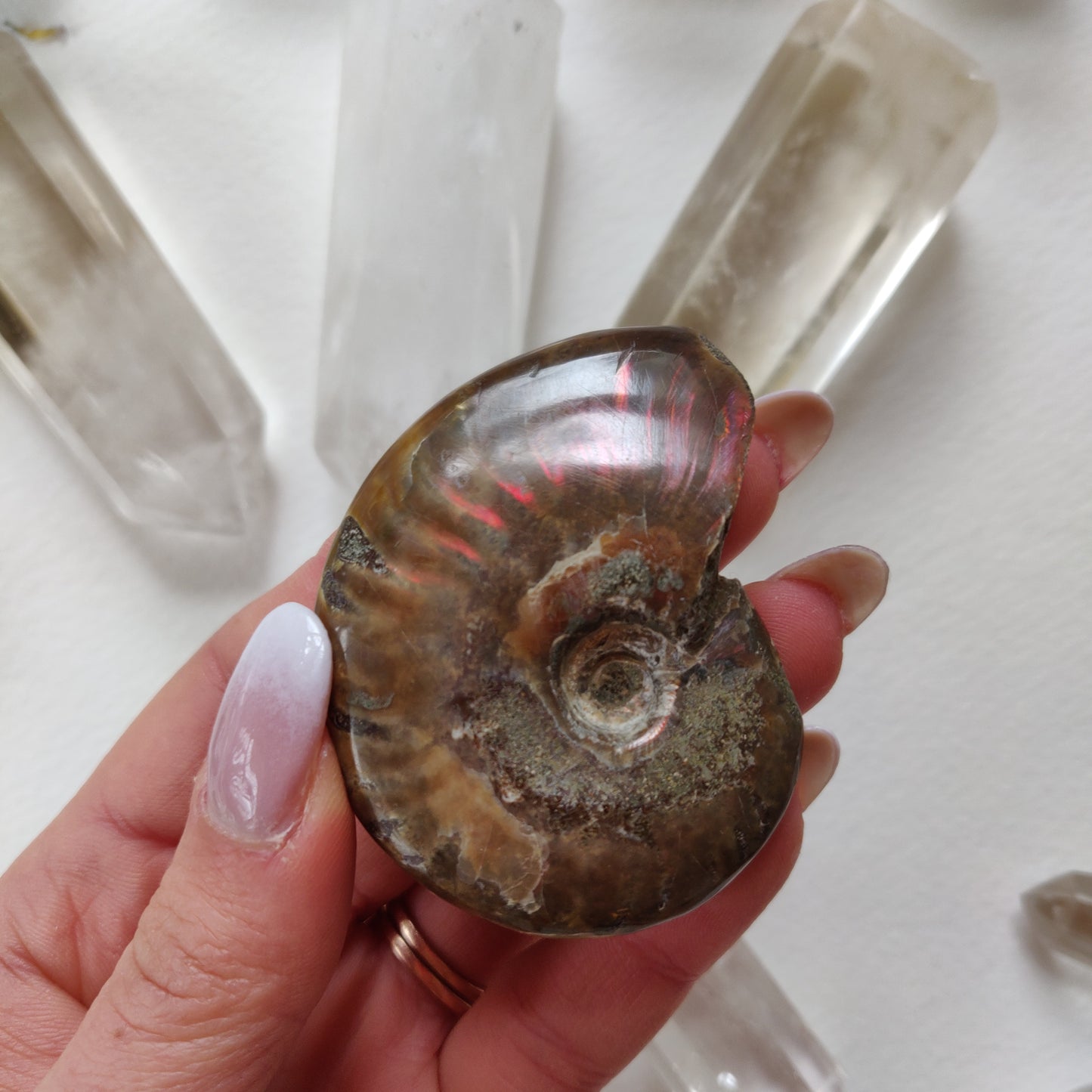 Red Flash Ammonite, Opalized Ammonite