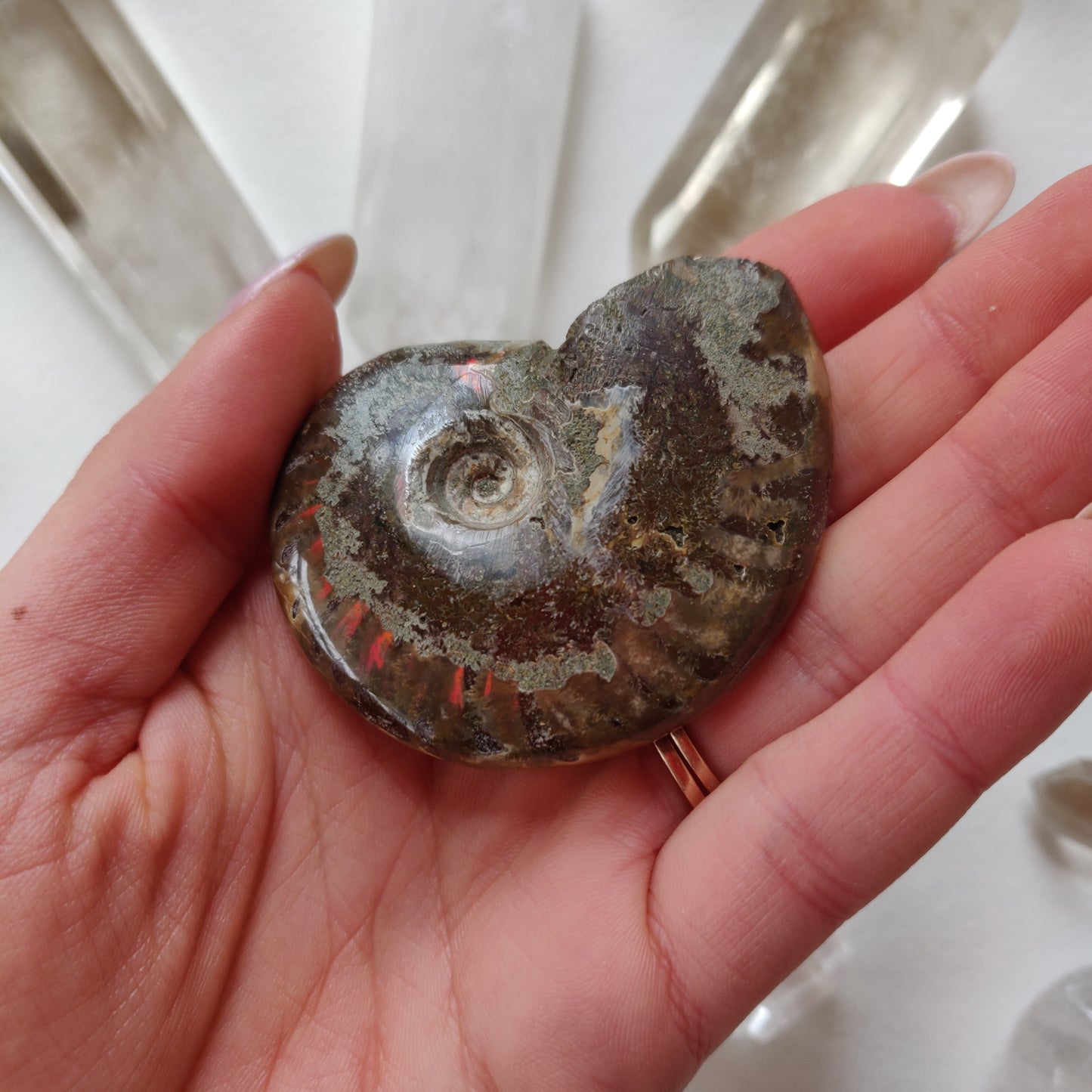 Red Flash Ammonite, Opalized Ammonite