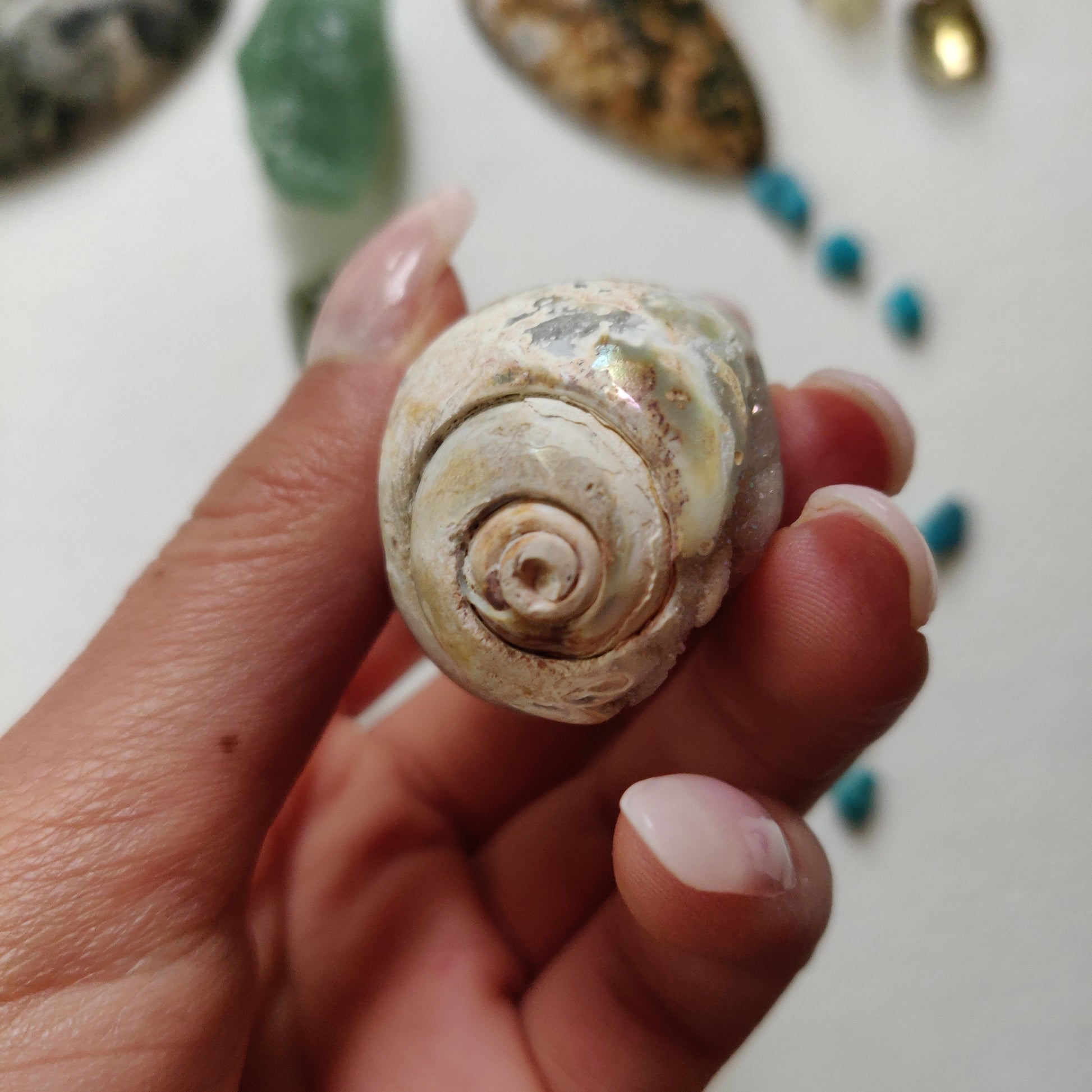 Aura Druzy Shell (#14) - Simply Affinity