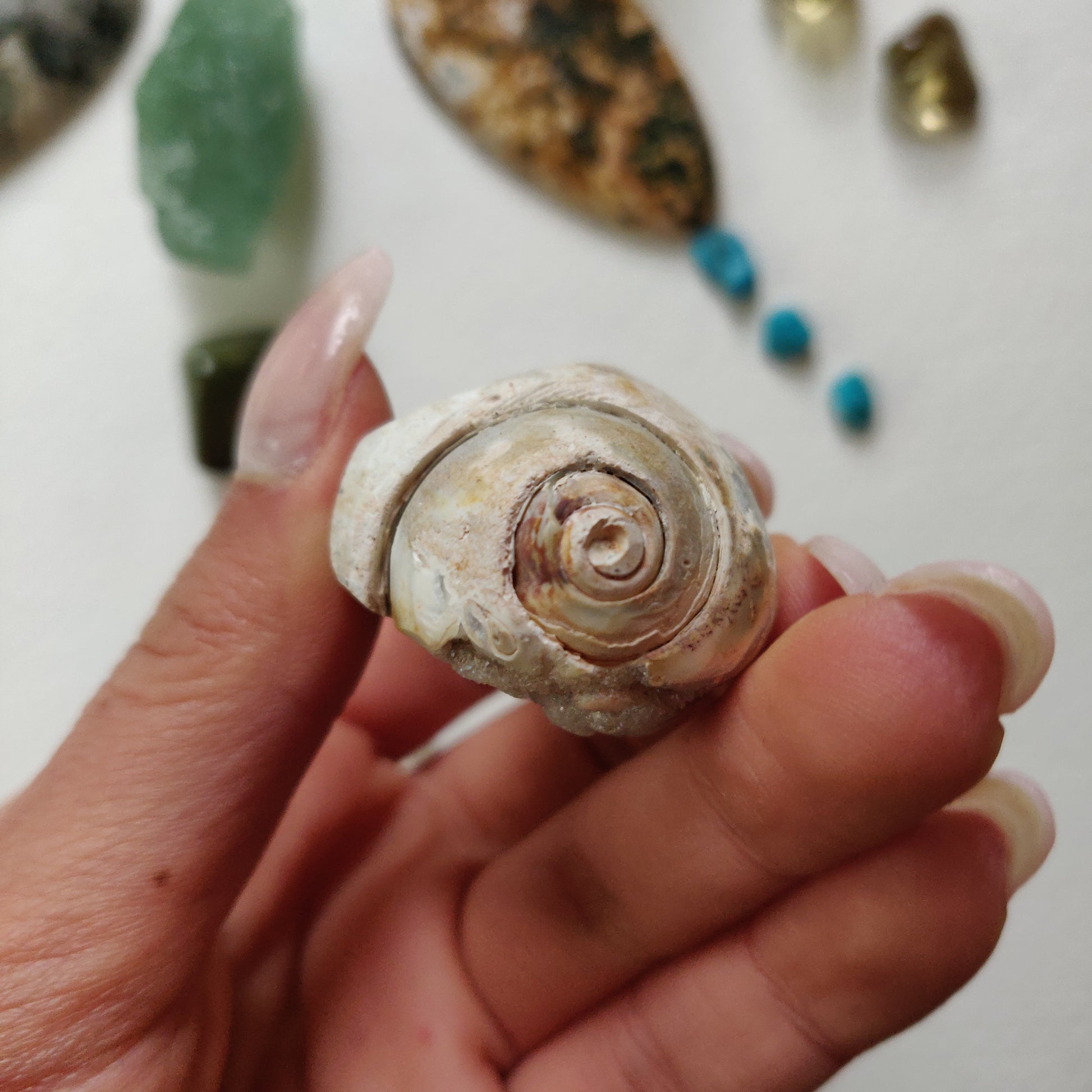 Aura Druzy Shell (#14) - Simply Affinity