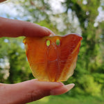 Carnelian Butterfly (#2) - Simply Affinity