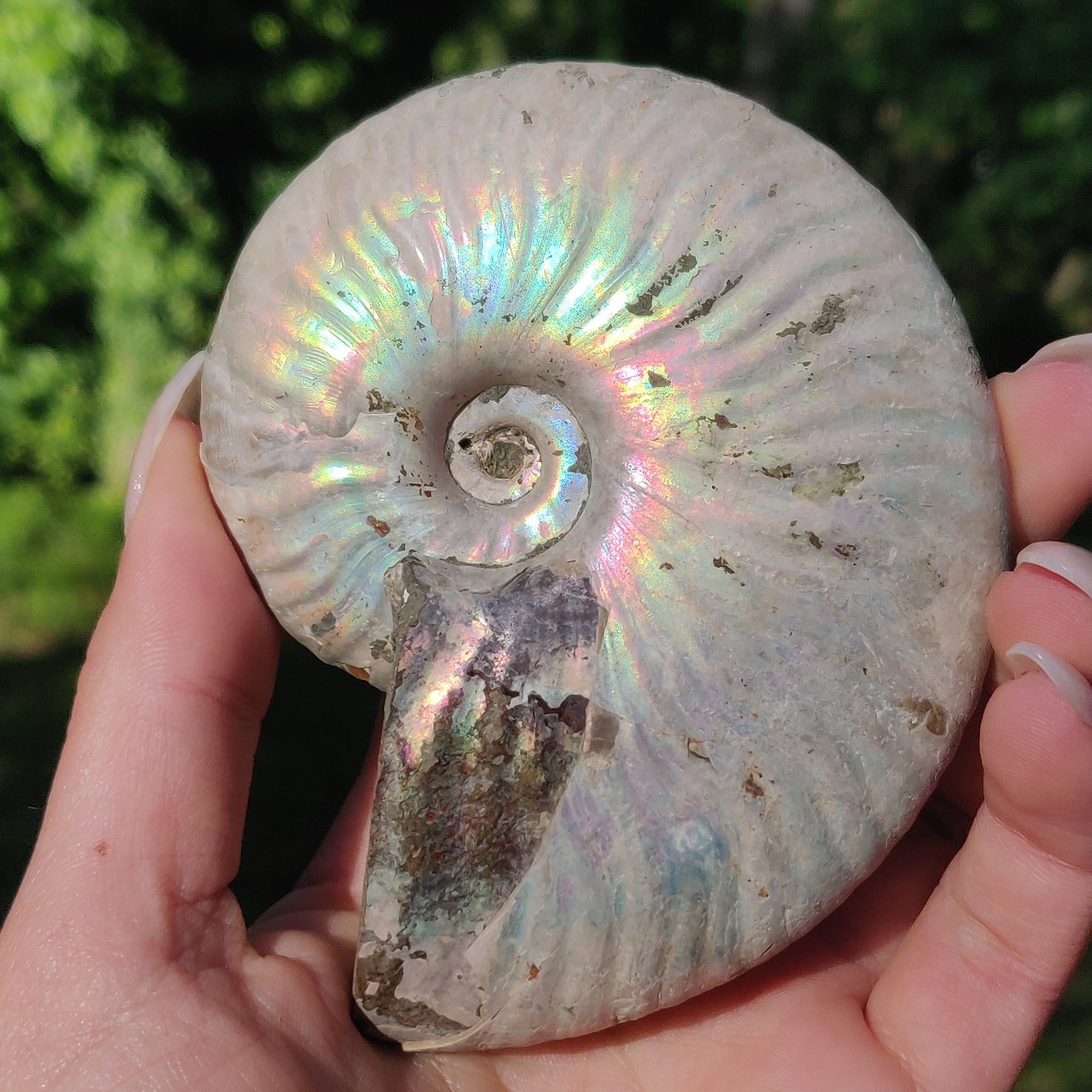 Ammonite, Opalized Ammonite (#5) - Simply Affinity
