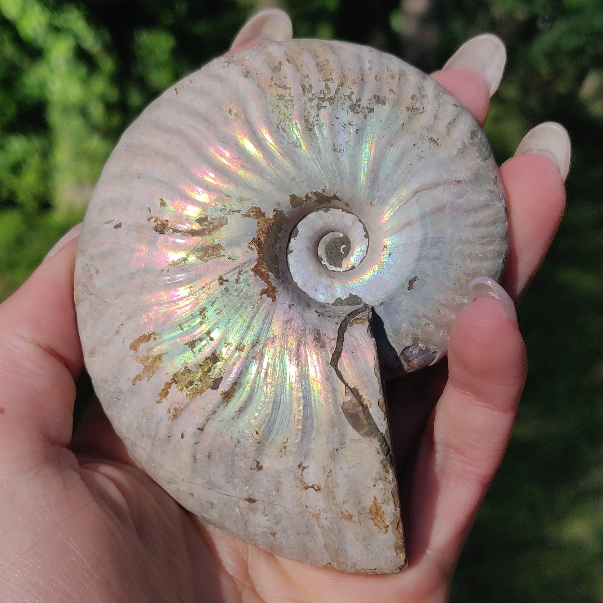 Ammonite, Opalized Ammonite (#5) - Simply Affinity