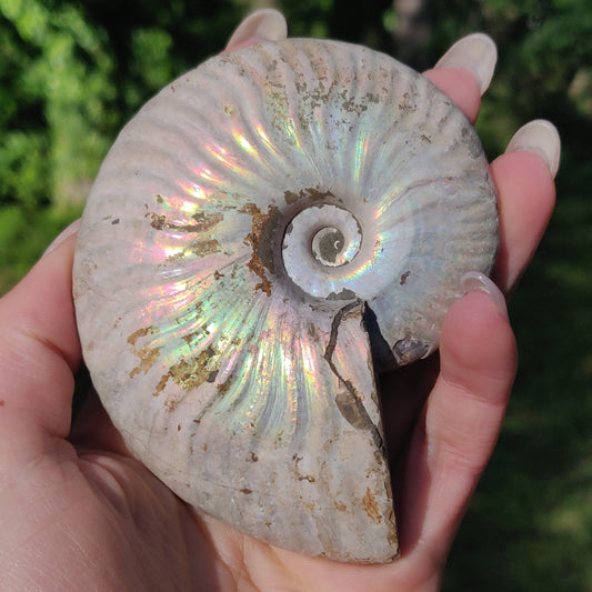 Ammonite, Opalized Ammonite (#5) - Simply Affinity