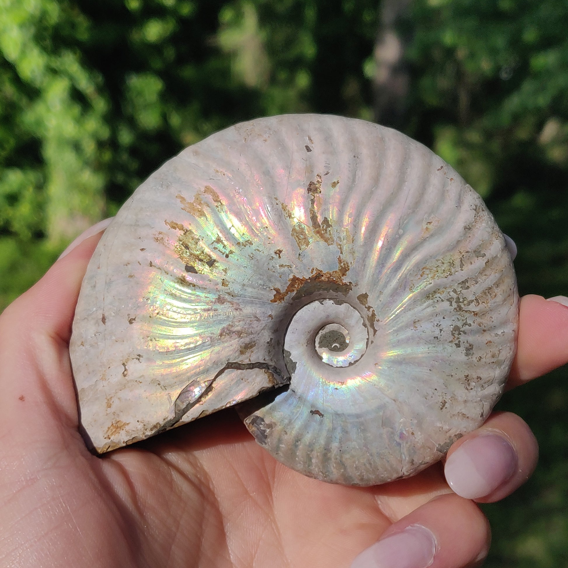 Ammonite, Opalized Ammonite (#5) - Simply Affinity