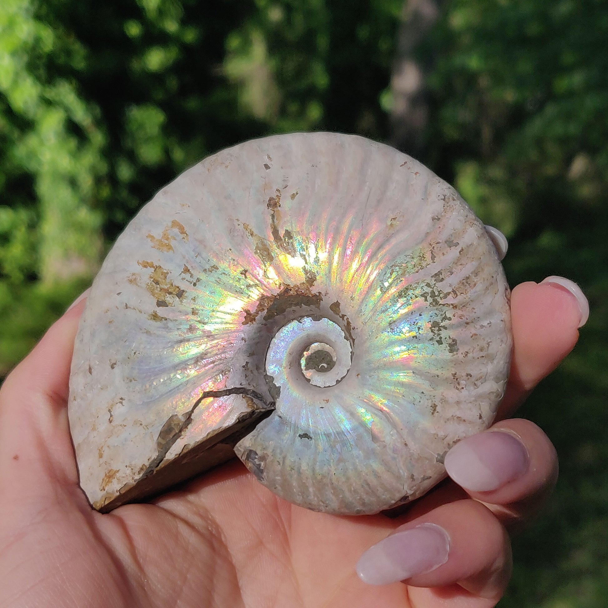 Ammonite, Opalized Ammonite (#5) - Simply Affinity