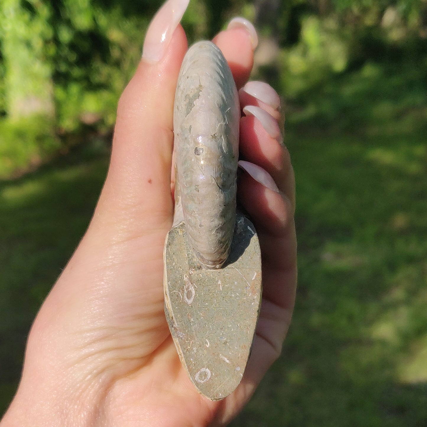 Ammonite, Opalized Ammonite (#5) - Simply Affinity