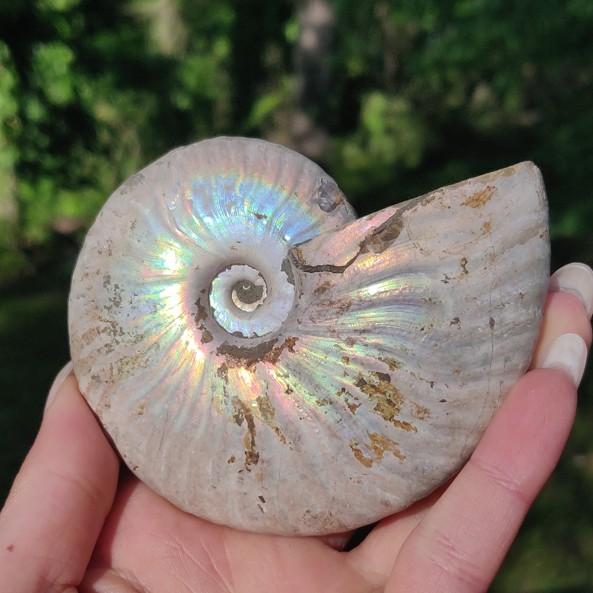 Ammonite, Opalized Ammonite (#5) - Simply Affinity