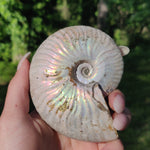 Ammonite, Opalized Ammonite (#5) - Simply Affinity