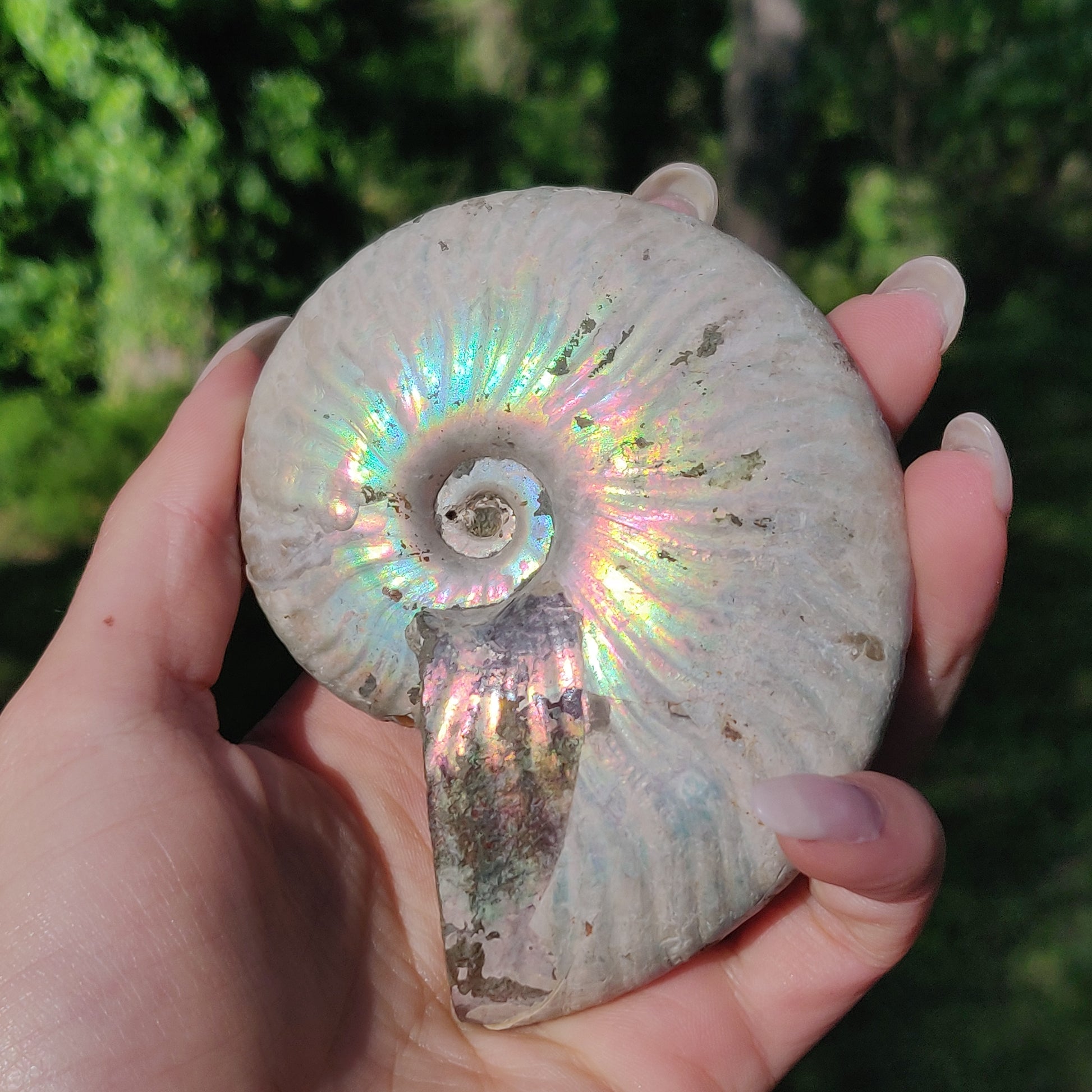 Ammonite, Opalized Ammonite (#5) - Simply Affinity