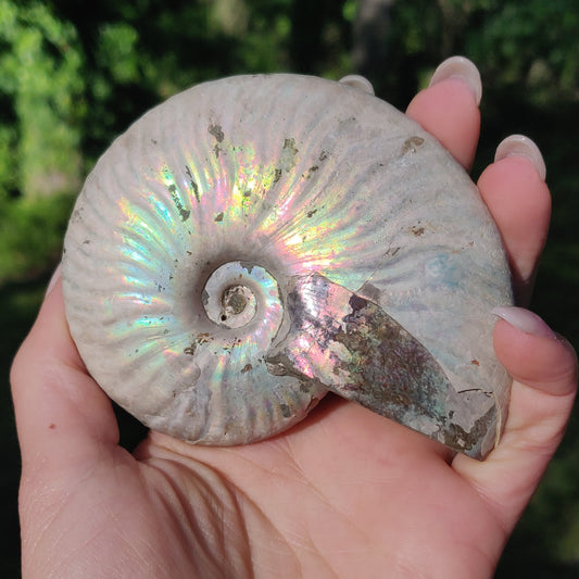Ammonite, Opalized Ammonite (#5) - Simply Affinity