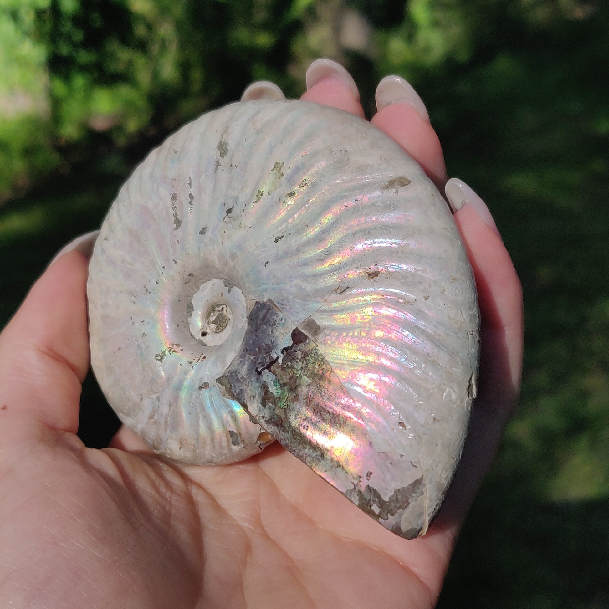 Ammonite, Opalized Ammonite (#5) - Simply Affinity