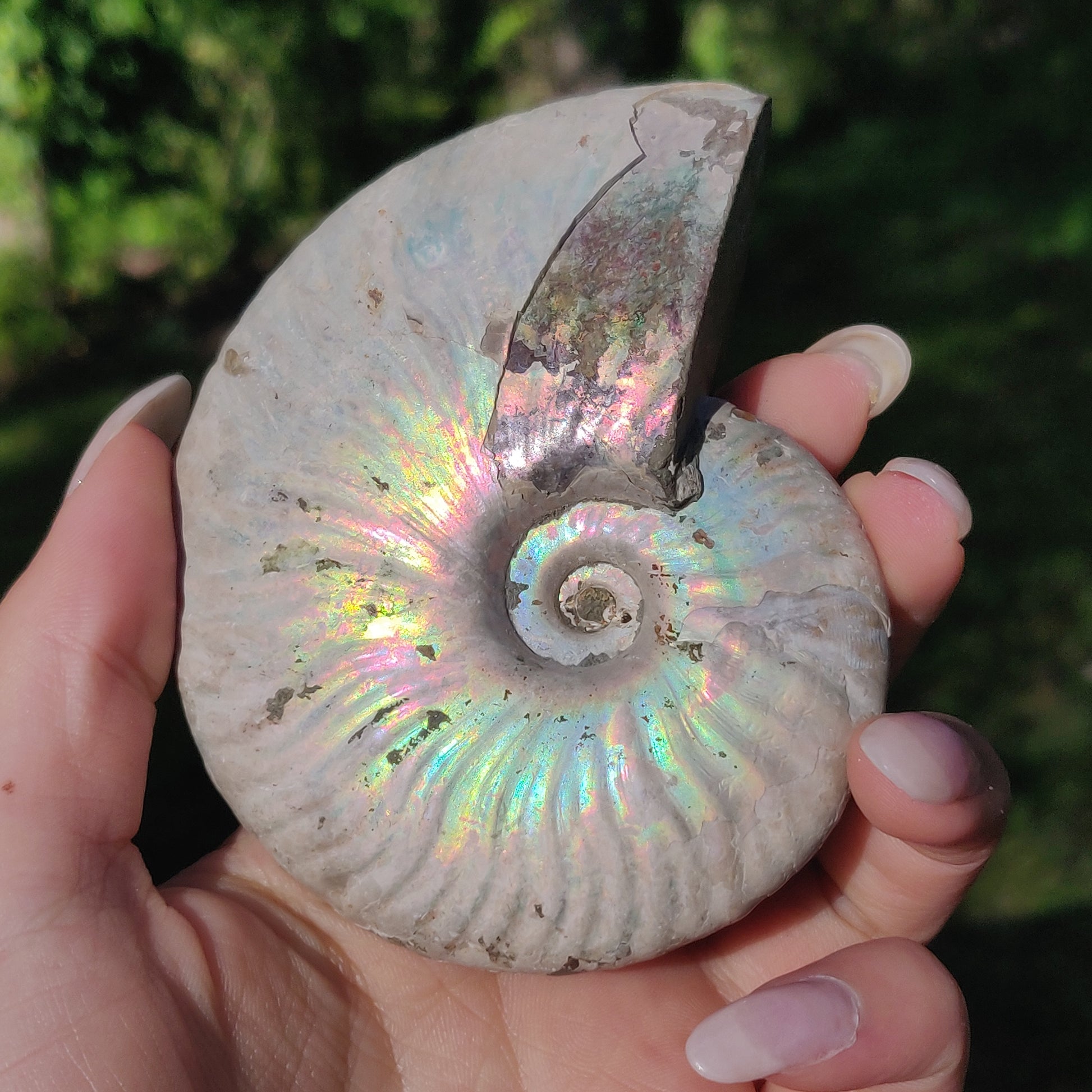 Ammonite, Opalized Ammonite (#5) - Simply Affinity