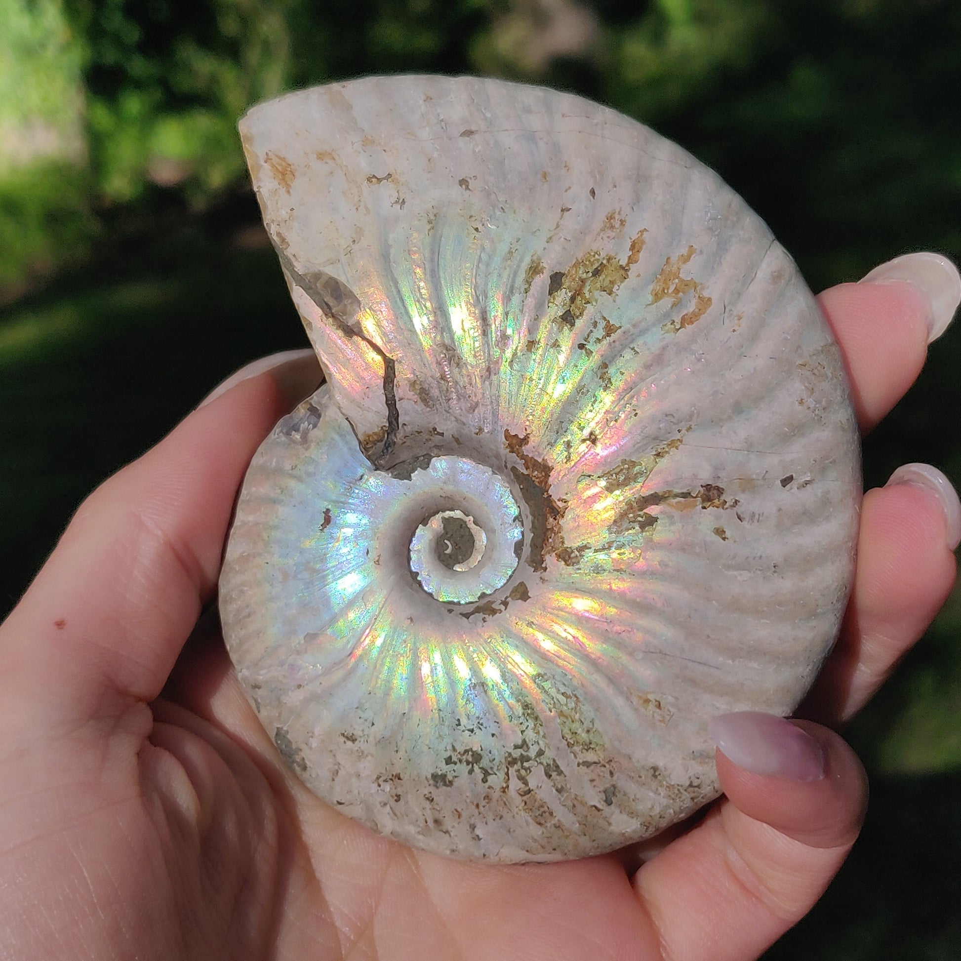 Ammonite, Opalized Ammonite (#5) - Simply Affinity