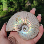 Ammonite, Opalized Ammonite (#5) - Simply Affinity