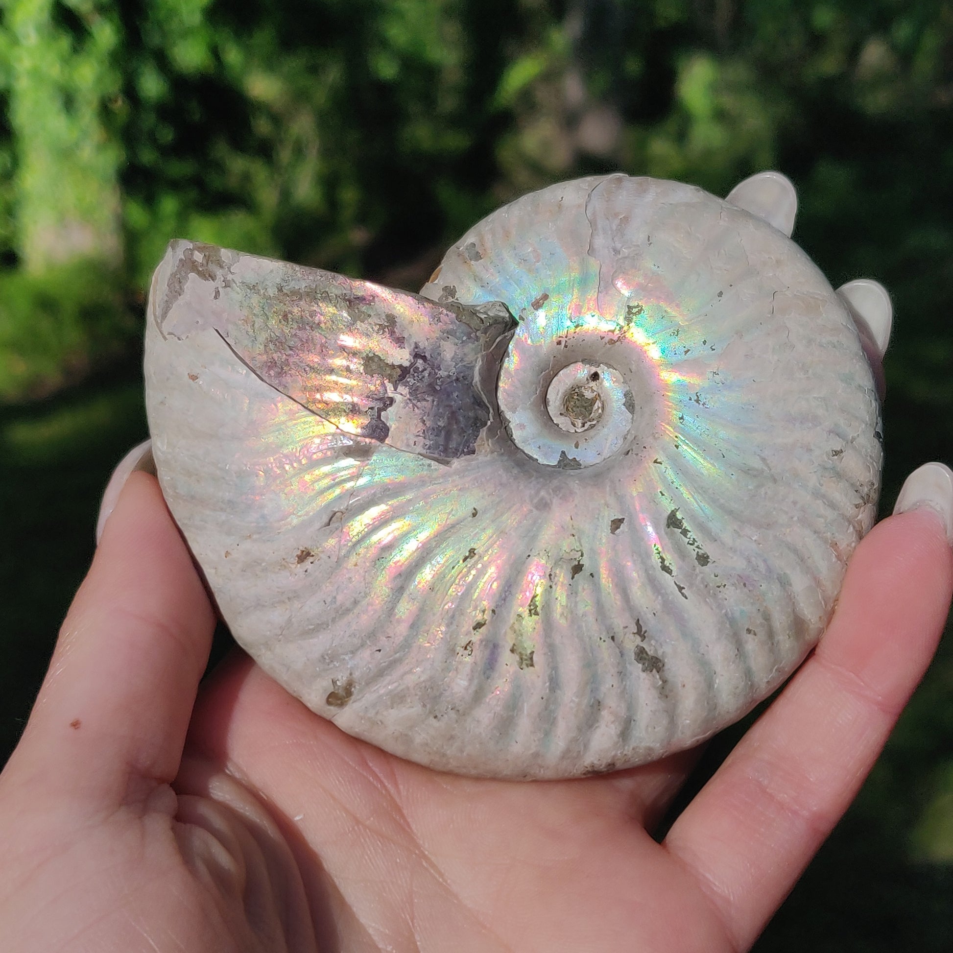 Ammonite, Opalized Ammonite (#5) - Simply Affinity