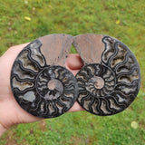 Black Ammonite Pair (#1)