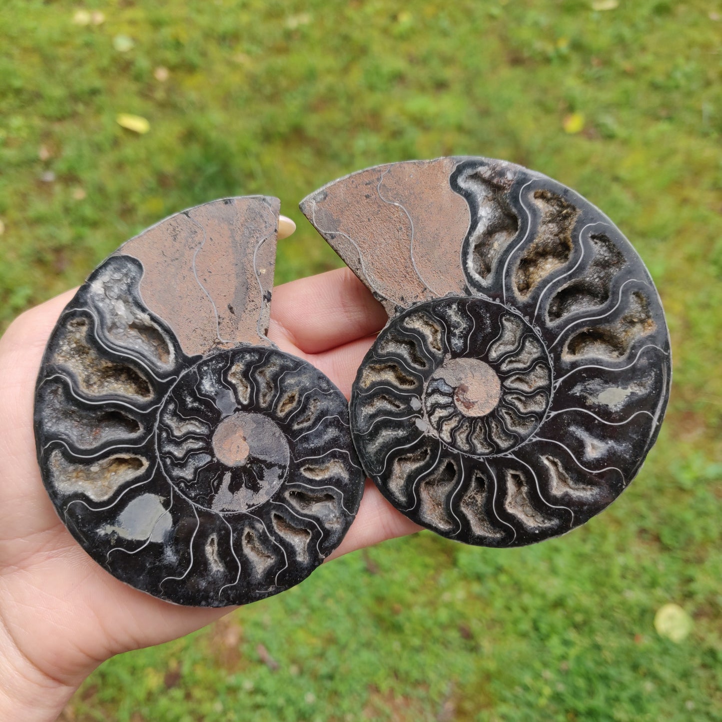 Black Ammonite Pair (#1)