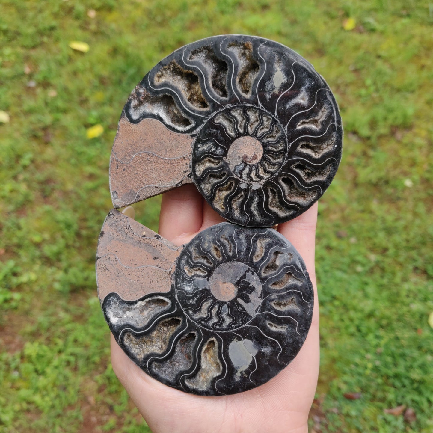 Black Ammonite Pair (#1)